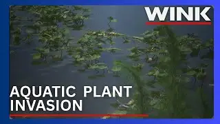 Cape Coral homeowners battle aquatic plant invasion on waterfront properties
