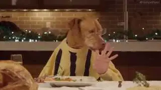 Freshpet Holiday Feast: застолье 13 собак и 1 кота