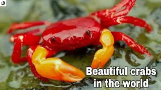 Most beautiful crabs in the world part-2...
