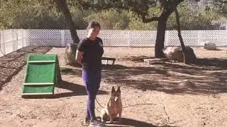 EPIC DOG ACADEMY 🤣
