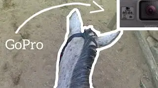 realistic horse riding lesson | GoPro addition | Equine Abi