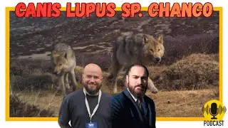 #Podcast 51 | El lobo del Himalaya 🐺🏔️ explicado por un bi&oacute;logo | Ciencia y conservaci&oacute;n