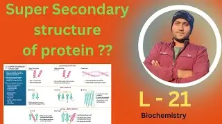 Super Secondary Structure Of Protein by vikrant sir|Greek key motif |Zinc finger|Rossman fold