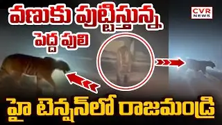 వణుకు పుట్టిస్తున్నపెద్ద పులి | Tiger Hulchul In Rajahmundry | East Godavari District | CVR NEWS