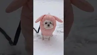 Proof That Dogs Make Life Better ❤️