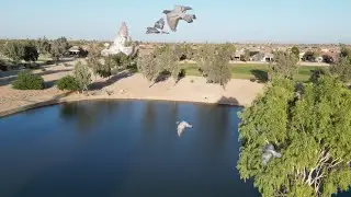Robson Ranch Arizona, It&rsquo;s like flying in an Aviary   #53