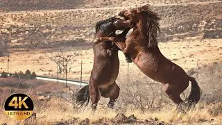 Animals of North America. Voices and sounds 4K Ultra HD