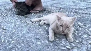 These cats on the Greek island like to be petted #cat #greece 