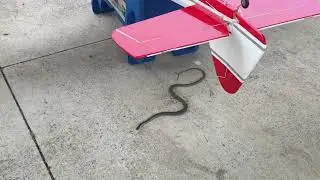 2017 LARCS Snake Adventure - 1
