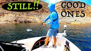 APRIL JIG ACTION !!  QUALITY FISH UP SHALLOW !!!  CASTAIC LAKE