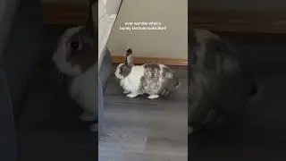 someone&rsquo;s angry #bunny #rabbit #angry #thump #viral