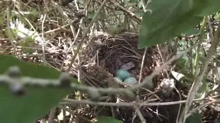 bird nesting walk,  found a few.