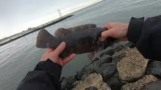 Blackfish, Tautog fishing at Zetty Belmar, NJ, NJ Fishing 미국도시어부, 방파제 낚시, 미국동부낚시