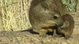 Rock Dassie. Augrabies SA