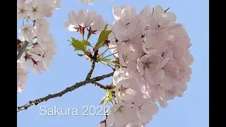 Spring Sakura Blossoms in Toronto 2022 #photography #sakura #toronto