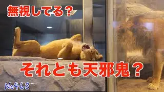 No468 無関心？それとも照れ？イトの態度に振り回されるパーチェの咆哮 円山動物園　#lion #オリトファミリー　#zoo