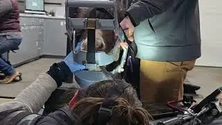 Miniature Horses get their teeth floated