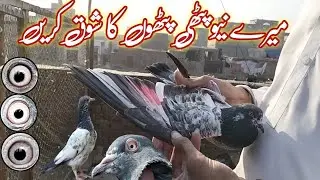 Mere new bacho ka shok kren/میرے نیو پٹھی پٹھوں کا شوق کریں چین 