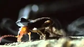 Amazing Animal Defenses    FAK #23