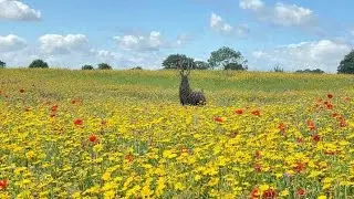 مزرعة في احد قرى انجلترا الجميلةlovely England Farms
