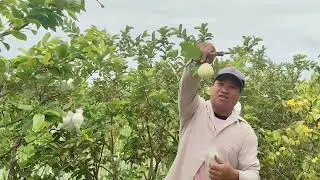 Sau một ngày đi bọc ổi của mình thật là thú vị quá đi thôi