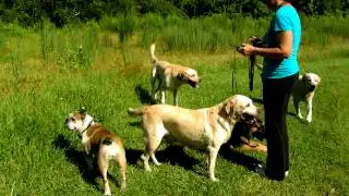 Off Leash Recall Dogtra E Collar Pager
