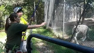 13-tiger-world-rockwell-nc-trend-magazine-online-tiger-feeding