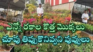 ఖమ్మం కరుణామయుడు నర్సరీ లో మొక్కల సందడి, తప్పకుండ చూసి తీరాల్సిందే#