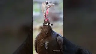 🤯🦃 Mind-Blowing Turkey Egg Fact: NO DAD Required?! 🥚🧬 Male babies ONLY?!