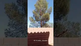 Schizophrenia simulation