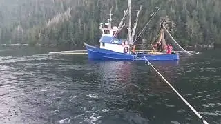 Hauling in the Purse Seine Net with thousands of fish.