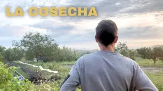 Un dia de COSECHA en la HUERTA COMERCIAL
