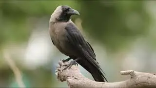 Indian Crow Sound - Crow Sound - Crow Soundtrack - Crow Call - Crow Sound - Crow Videos - Crow Voice