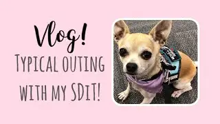 Typical outing with a Service Dog In Training!