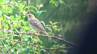 Corn Bunting (Emberiza calandra)