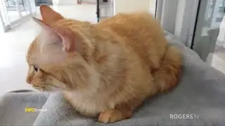 INFO Simcoe: Ontario SPCA | Rogers tv