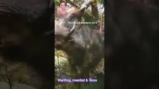 Fighting with warthog, meerkat and lions #warthog #meerkat #lion #wildanimal #reels #facts #shorts