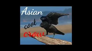 asian cool crow