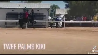 South African Flemish Horse - Twee Palms Kiki - Show Horse