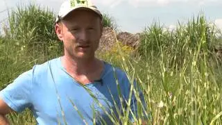 Sichtschutz mit Bambus-Alternative Miscanthus (Chinaschilf, Elefantengras) von Jumbograshecke.com