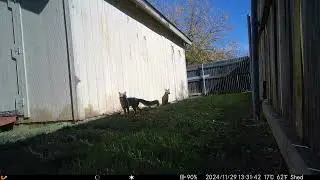 Gray Fox Pair Under Shed