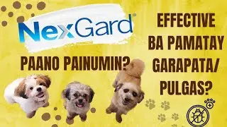 GAMOT SA GARAPATA | NEXGARD REVIEW | TREATMENT OF FLEA AND TICK INFESTATIONS