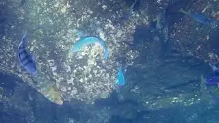 Giant Damselfish, Blue-Barred Parrotfish, Razor Surgeonfish