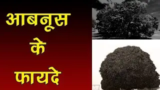 आबनूस (Ebony) के फायदे | Abnus Ke Fayade | Click Waala Clip