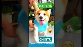 चिंटू के हरे और नीले कपड़े 🐶 Funny Dog Clothes Green And Blue 👗 #dogclothes #petclothes #dog