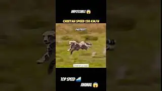 impossible shorts || cheetah vs eagle || #shorts #short #youtubeshorts #top #speed #animals #ytshort
