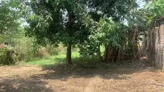 Neem Jhula on a Mango tree