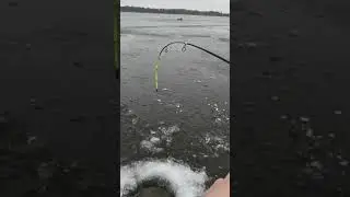 Big Black Crappies on clear ice! #fishing #fish #icefishing