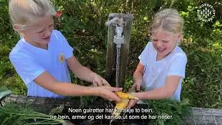 Slik dyrker du gulrot