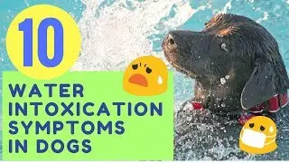 10 Water Intoxication Symptoms in Dogs